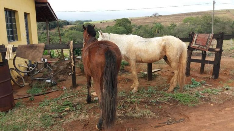 Jovens realizam furto consumado de cavalos na zona rural de Ouro Fino