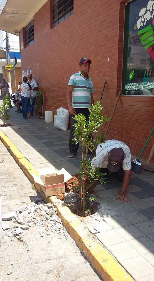 Taxistas se unem para plantar arvores na Rua João Pinheiro