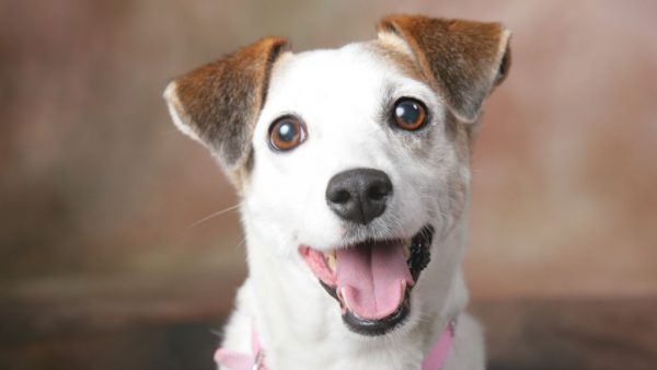 Ouro Fino terá castração gratuita de cães fêmeas