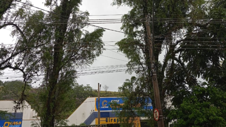 Árvores com risco de queda na Avenida Perimetral em Ouro Fino preocupa moradores