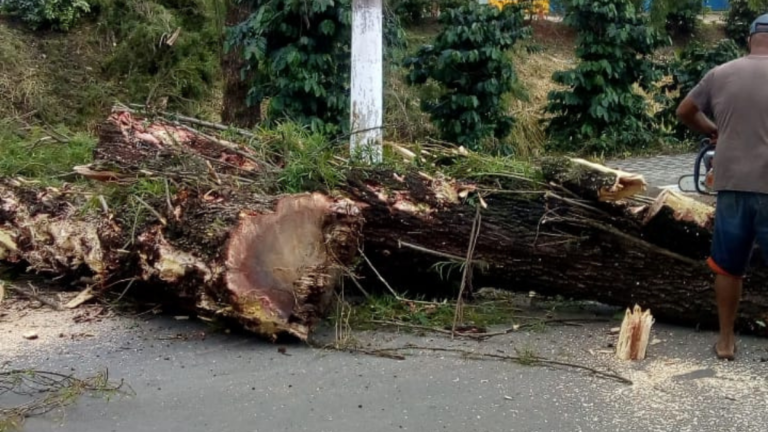 Prefeitura de Ouro Fino realiza o corte de árvores na Avenida Perimetral