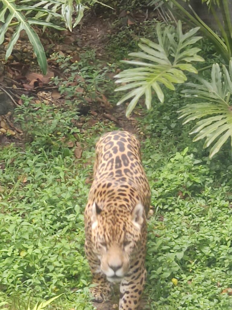 Zoológico em São Paulo