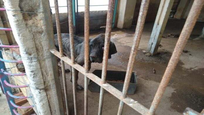 Homem é preso por maus-tratos a animais e investigado por outros crimes em Itajubá