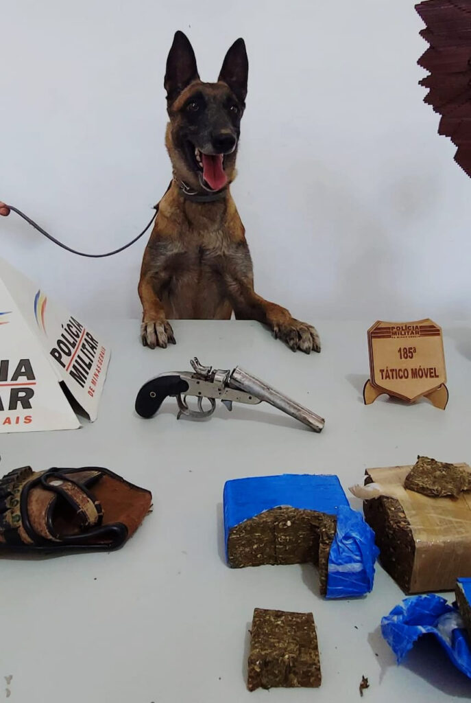 Cadela farejadora junto com materiais apreendidos pela Polícia Militar de Pouso Alegre