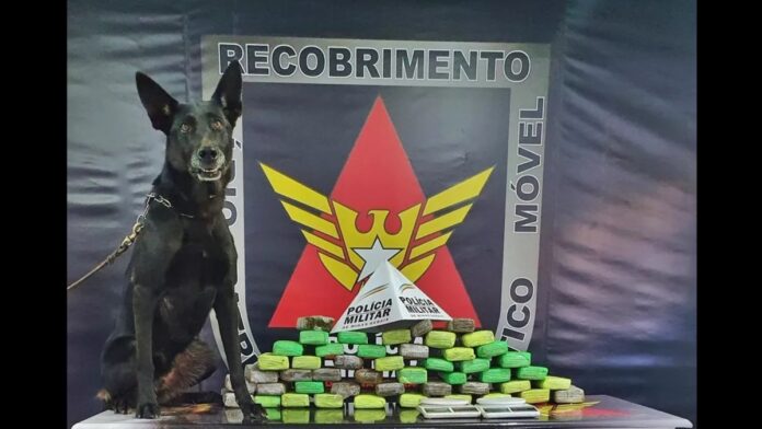 Cão farejador com os 48 tabletes de maconha apreendidos pela Polícia Militar