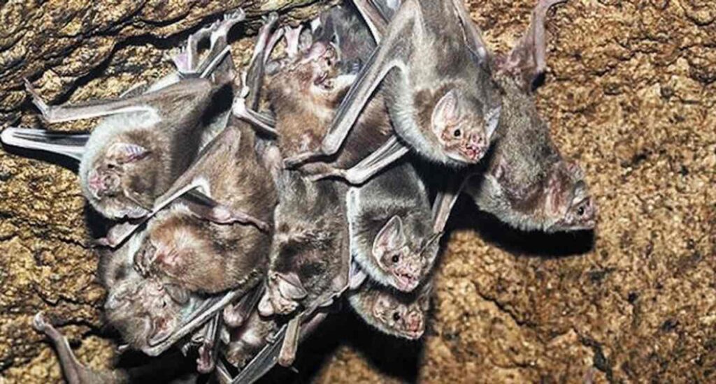 Morcegos transmissores do vírus da raiva bovina