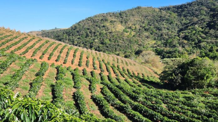 Plantação da Fazenda Terra Café, em Ouro Fino.